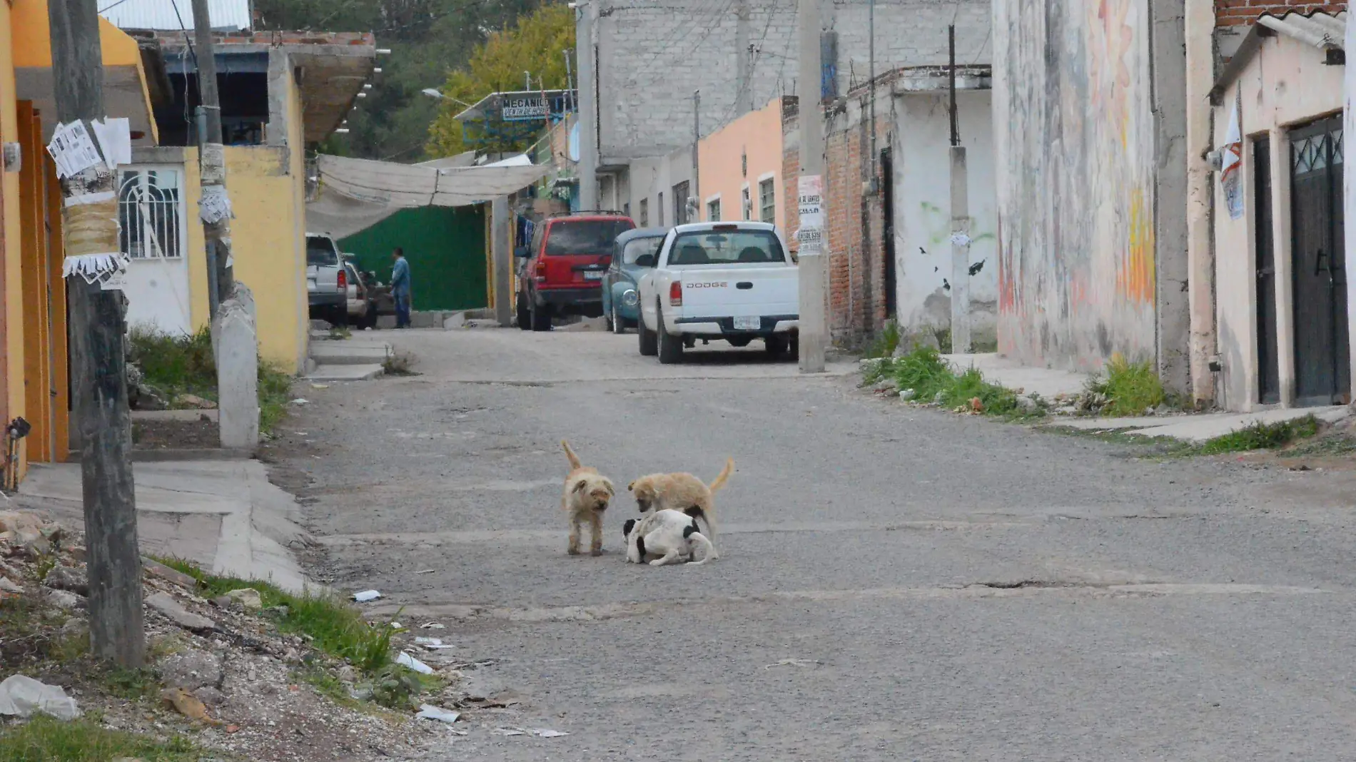 Hay perros que tienen dueño y andan en la calle.  Foto Luis Luévanos.